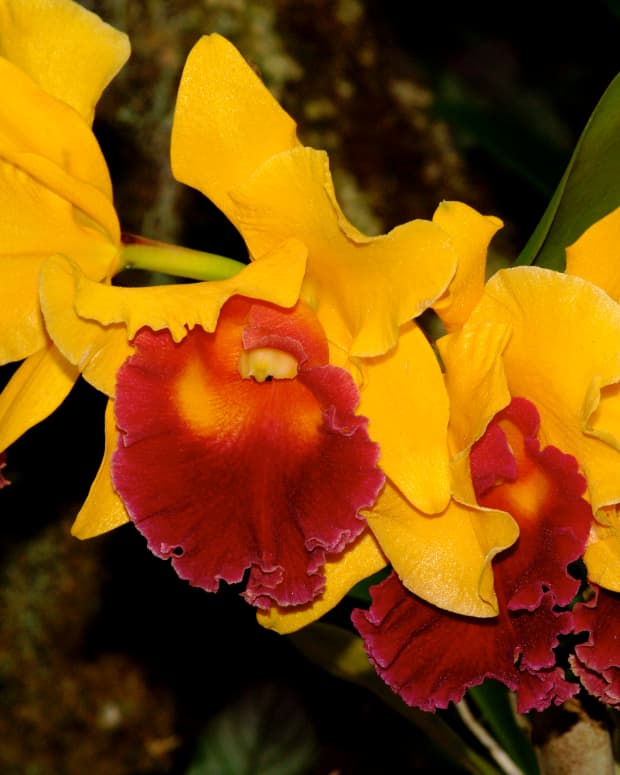 Hawaiian Orchids (c) Stephanie Hicks