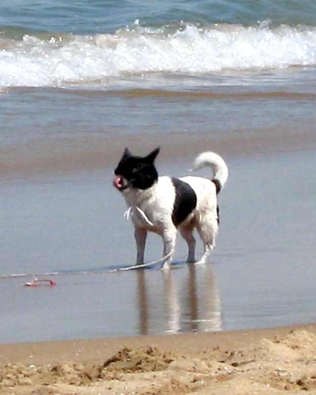 How to Naturally Remove Tear Stains From the Fur on Your Dog's Face