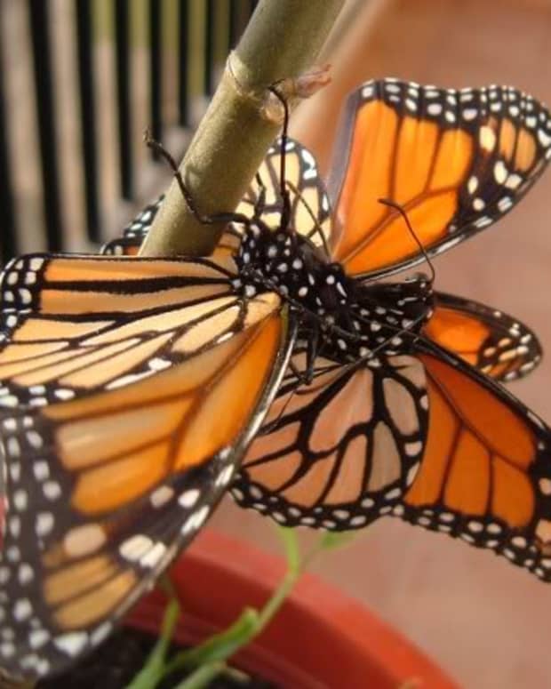 Homosexual male Monarch butterfly behaviour