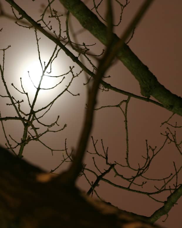 December Moon through Tree Branches, by Edward S. Gault