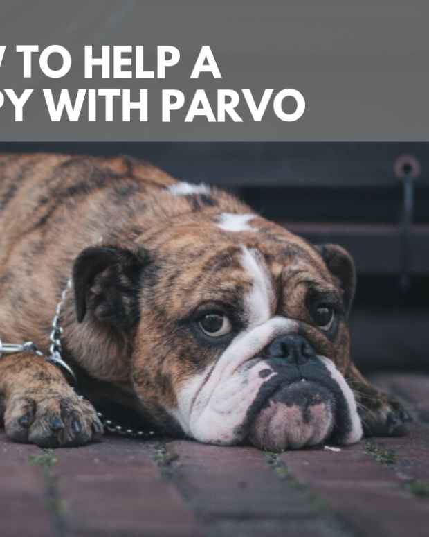 How Long Does Dog Parvo Last in Your Home or Yard? PetHelpful