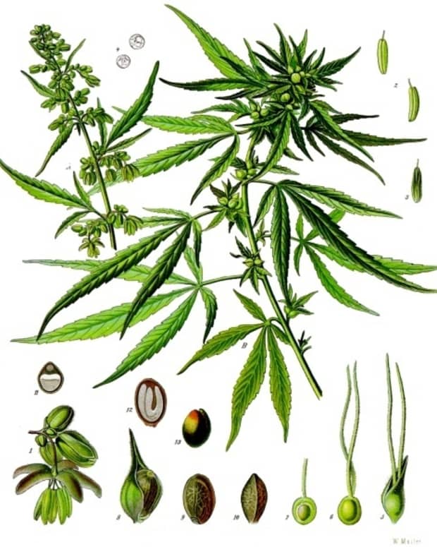 Cannabis flower botanical drawing, from 1887.