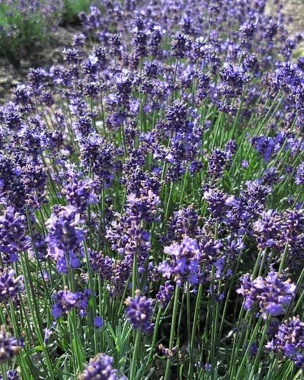 Lavender growing in Japan.