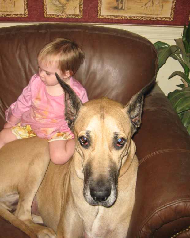 The Best Foods for Dogs With Megaesophagus PetHelpful