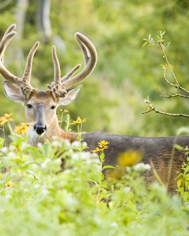 how-to-find-trophy-whitetails