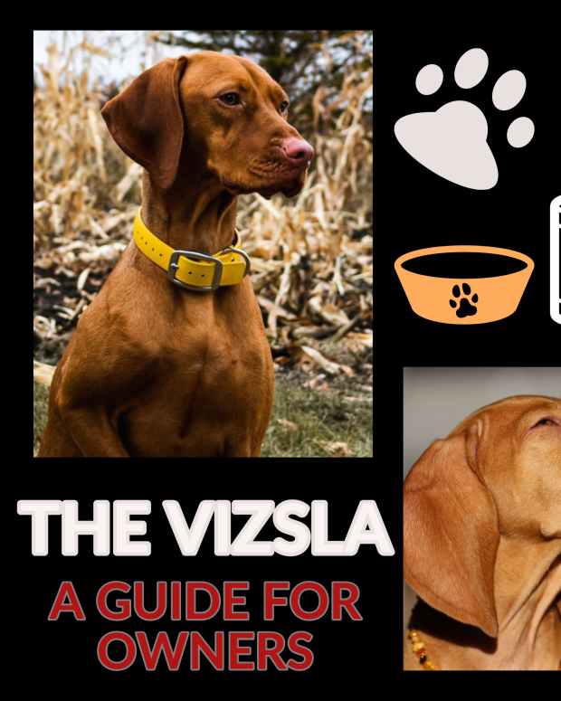 the-vizsla-a-guide-for-owners