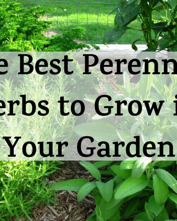 Annual, Biennial, and Perennial Plants and Herbs Dengarden Home and