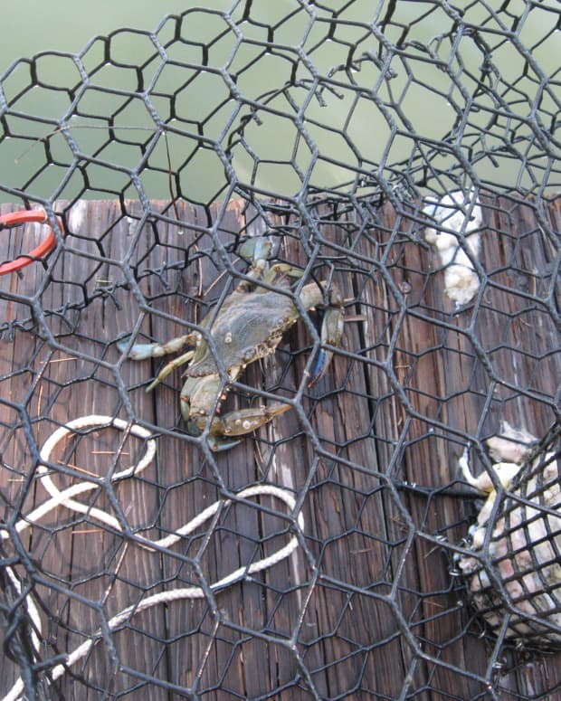 How To Catch Clean And Cook Blue Crabs Delishably