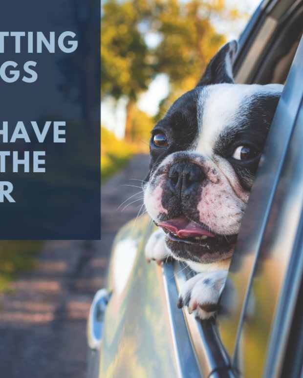 110 Powerful Names for Energetic Dogs (From Chipper to Zipper) PetHelpful