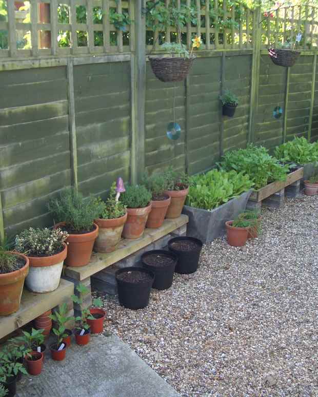 How to Grow Cherry Trees in Pots Dengarden