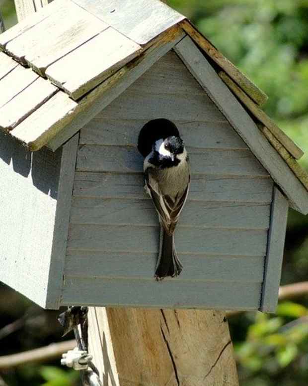 How to Encourage Birds to Visit Your Yard Dengarden Home and Garden