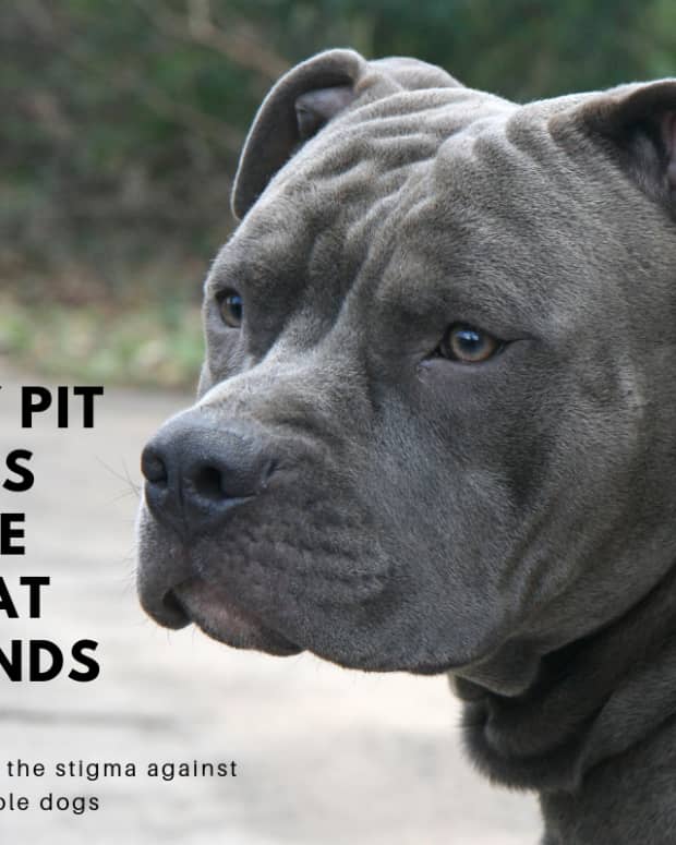 the-pit-bull-controversy-why-the-breed-deserves-a-second-chance