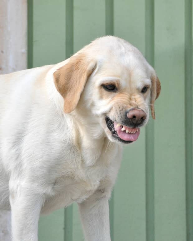 is it true that dogs with black mouths are smarter