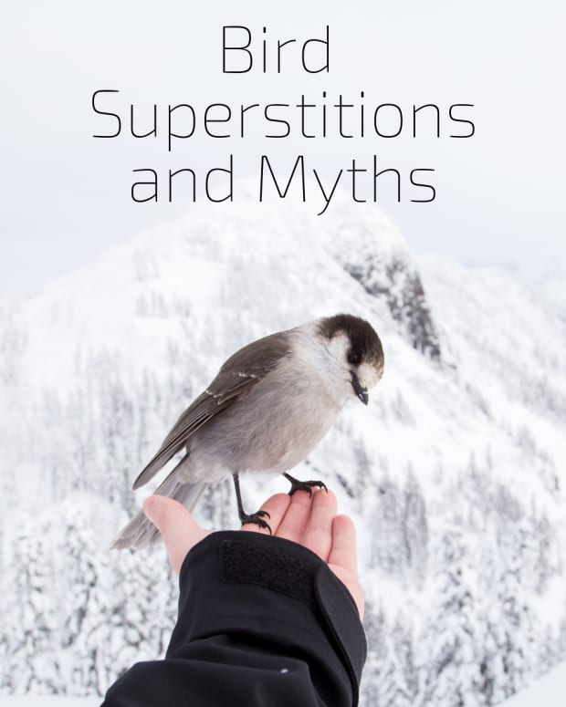 birds-myths-superstitions-about-birds