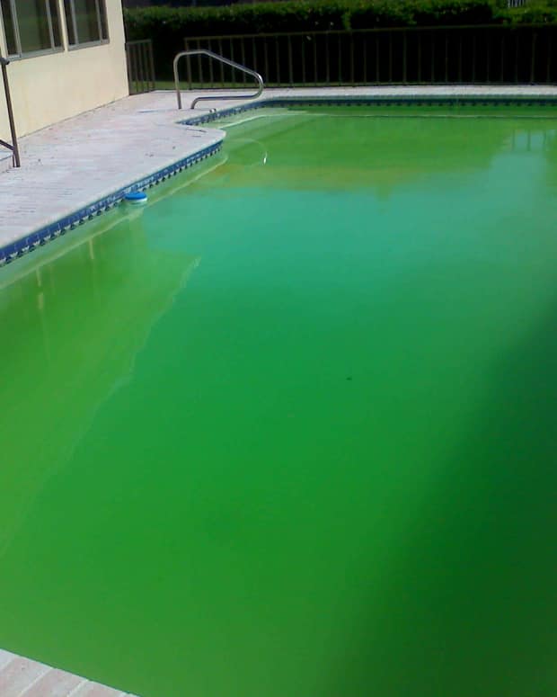 How to Get Rid of Algae in a Pool Without Chemicals Naturally Dengarden