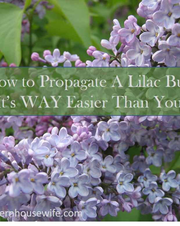 How to Grow Lilacs for Spring Color Dengarden Home and Garden