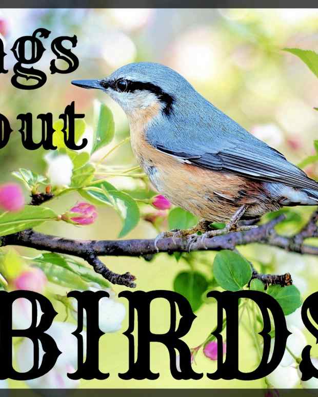 52 Songs About Searching and Seeking Spinditty Music