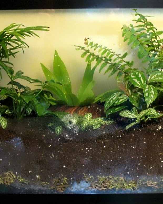 How to Create Your Own Terrarium Dengarden Home and Garden