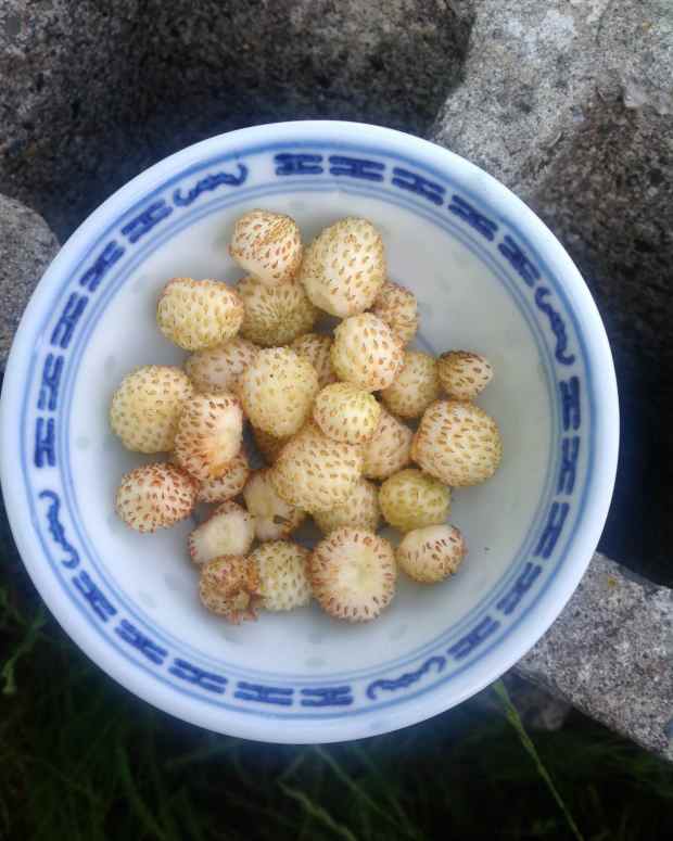 How to Plant and Grow Strawberries Dengarden