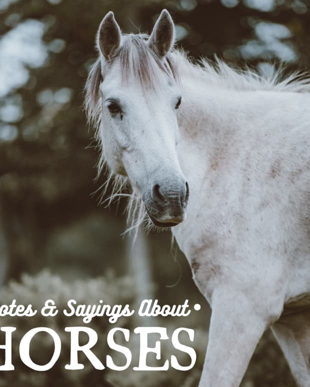 great-horse-quotes