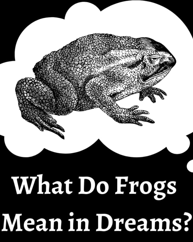 how-to-interpret-frogs-as-dream-symbols