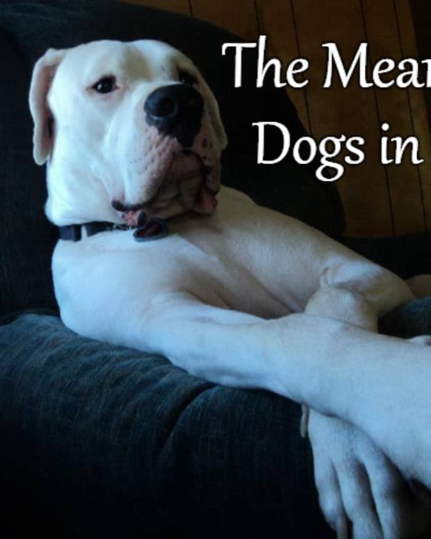dogs-in-a-dream-interpreting-the-dog-as-a-dream-symbol