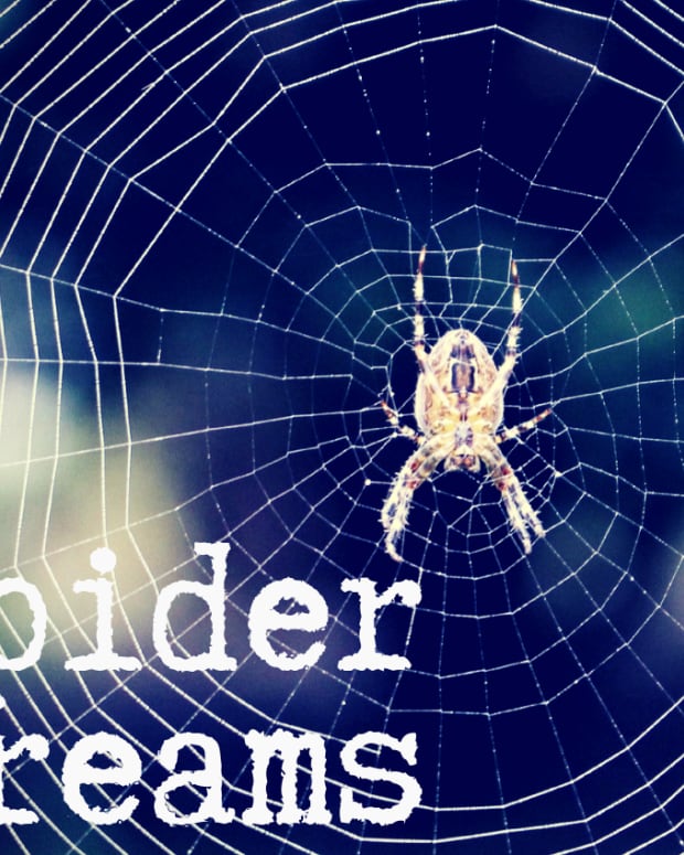 spiders-in-a-dream-interpreting-spiders-as-韦德官网dreams-symbols