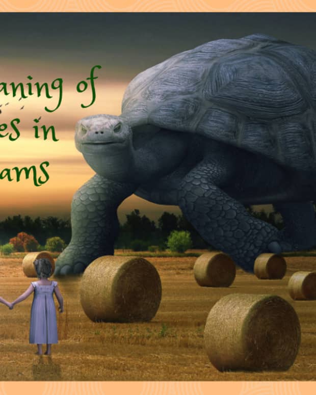 the-meaning-of-韦德官网dreams-about-turtles”>
                </picture>
                <div class=