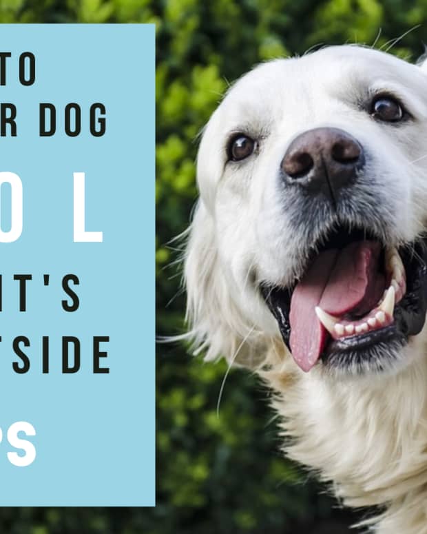 how-to-keep-dogs-cool-in-summer