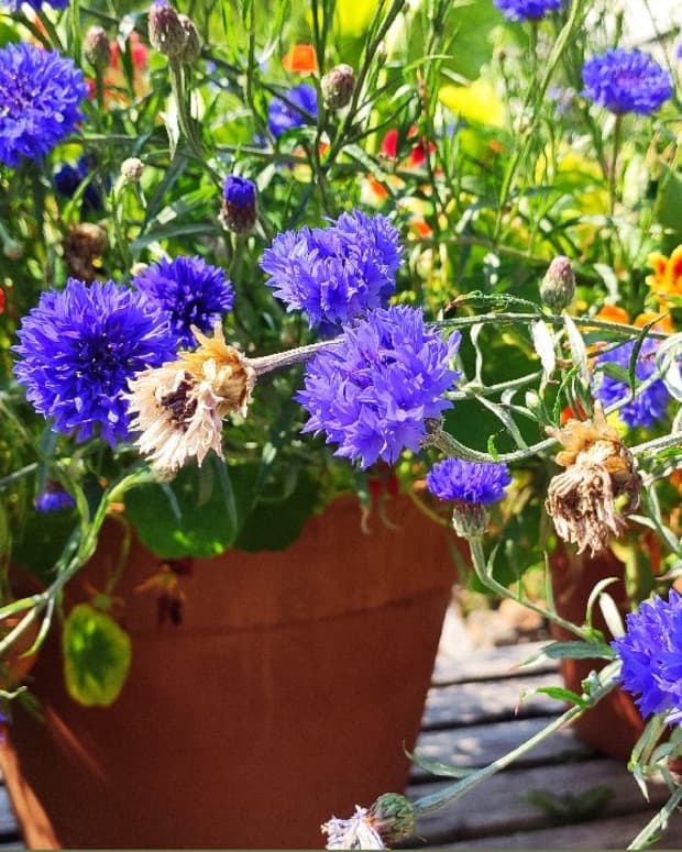 how-to-sow-cornflower-in-autumn-for-bigger-blooms-in-spring