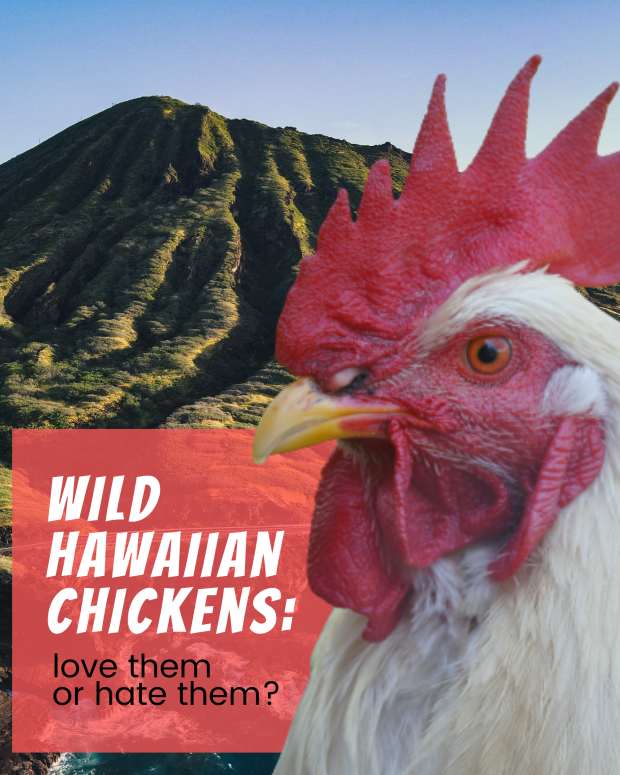 roosters-on-oahu-love-them-or-hate-them