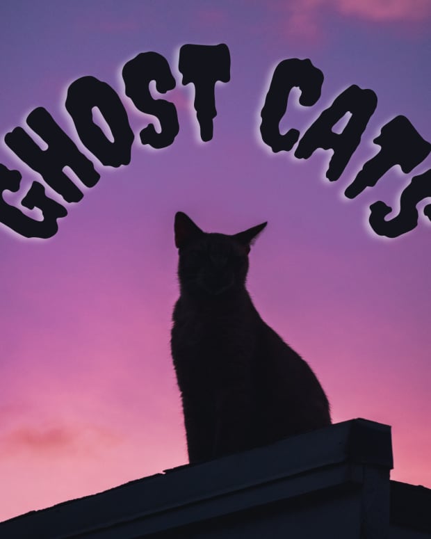 the-feline-persuasion-true-tales-of-ghost-cats