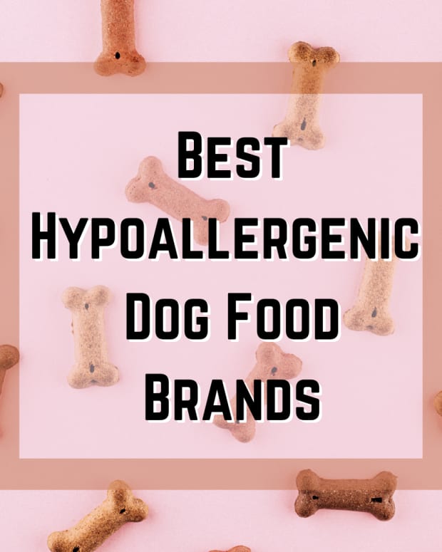 what does holistic dog food mean