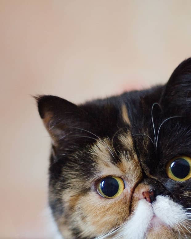 understanding-your-cats-bad-behavior-and-how-to-stop-it