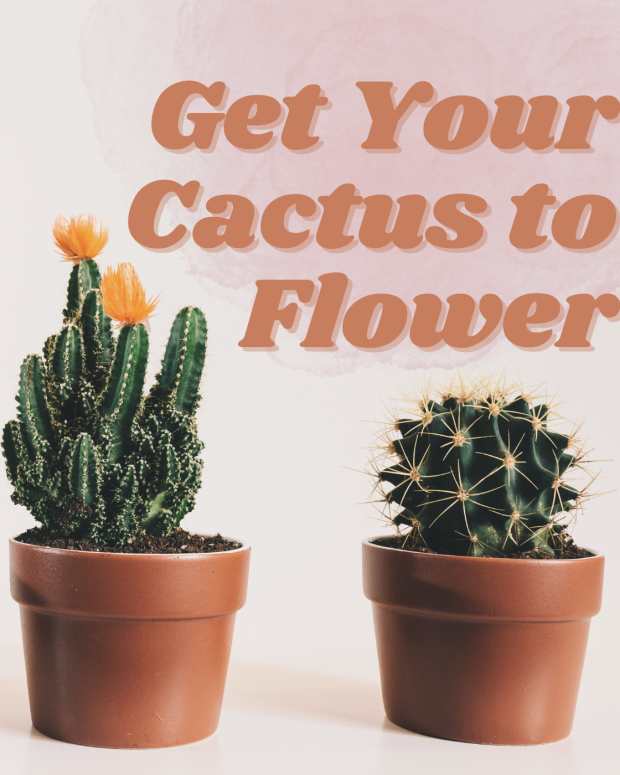 how-to-get-your-cactus-to-flower