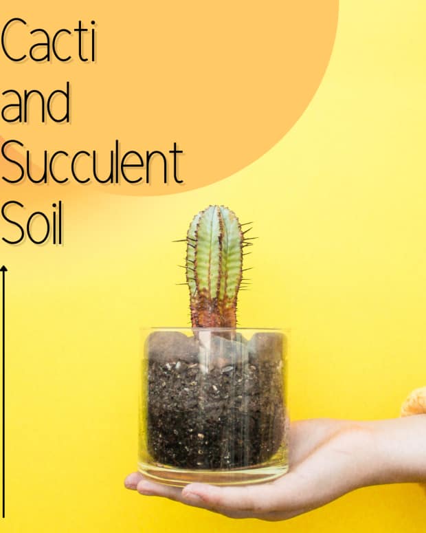 how-cacti-and-succulent-soil-is-different-from-ordinary-potting-soil