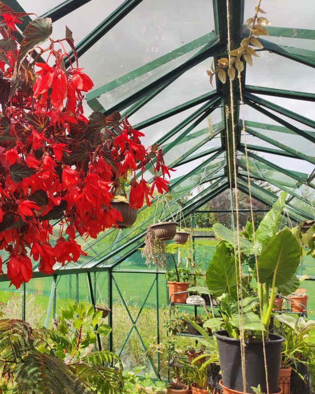 how-to-overwinter-begonias-in-cold-frosty-climates