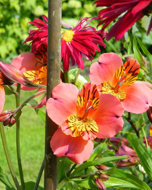 how-to-divide-alstroemeria-peruvian-lily-safely-and-easily