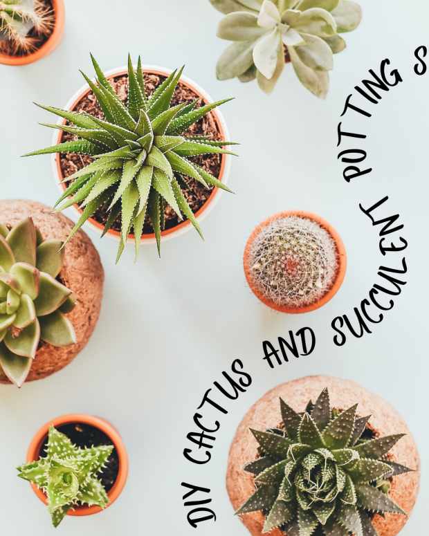 how-to-make-cactus-and-succulent-soil-mix