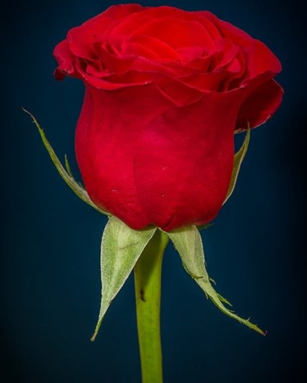 rose-flower-poem