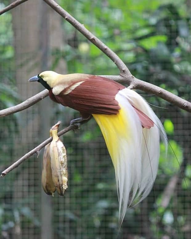 cendrawasih-the-bird-of-paradise-wildlife-in-papua-indonesia