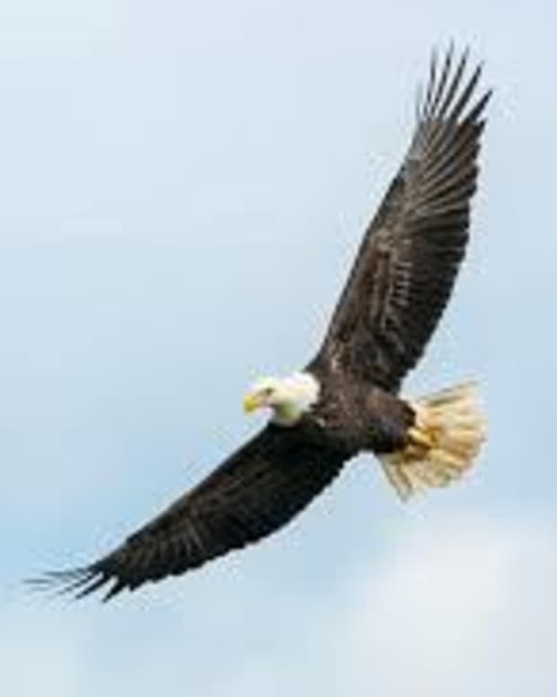 soaring-high-with-an-eagles-wings