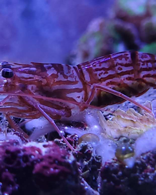 members-of-a-reef-tank