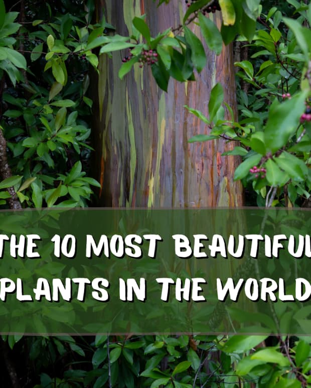 10-most-beautiful-plants-in-the-world