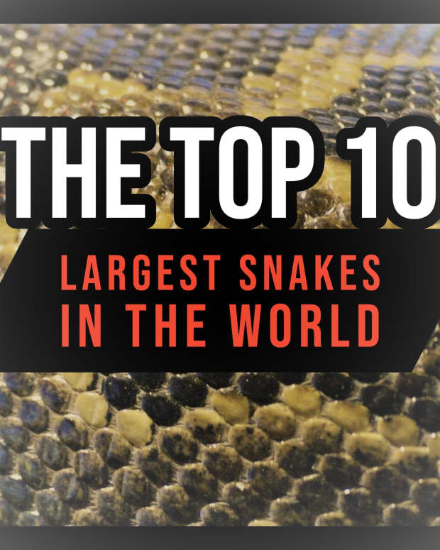 the-top-10-largest-snakes-in-the-world＂>
                </picture>
                <div class=