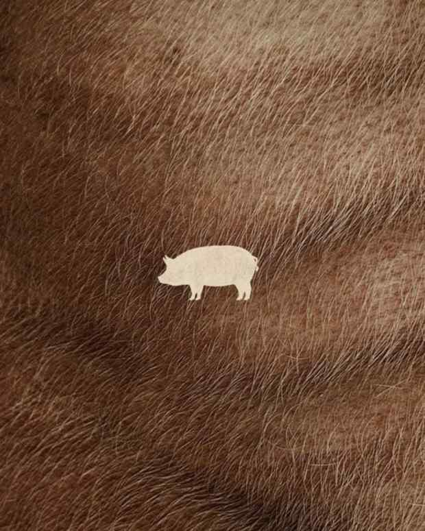 pig-2021-movie-review