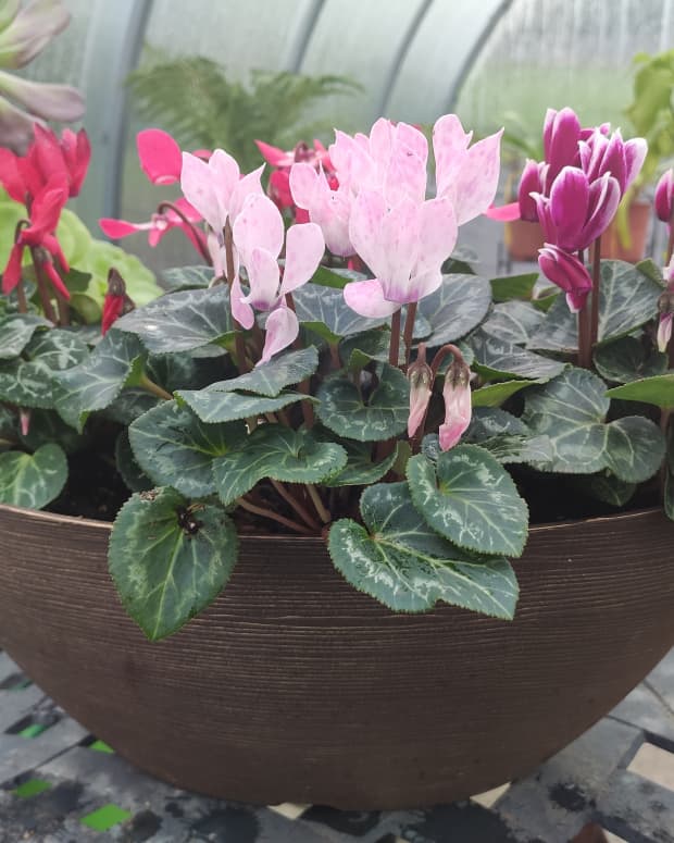 indoor-cyclamen-care-guide-and-common-mistakes