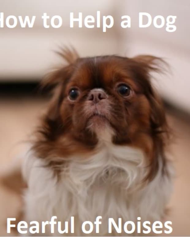 -how-to-help-a-dog-fearful-of-loud-noises