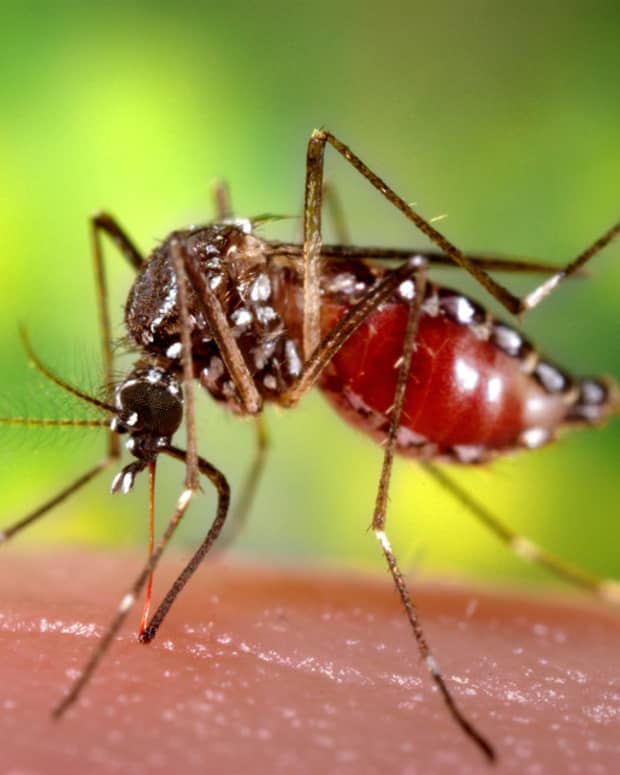 mosquitoes-are-the-worlds-worst-mass-killers