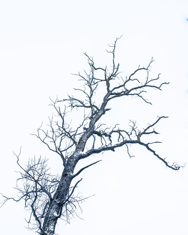 winter-tree-haiku